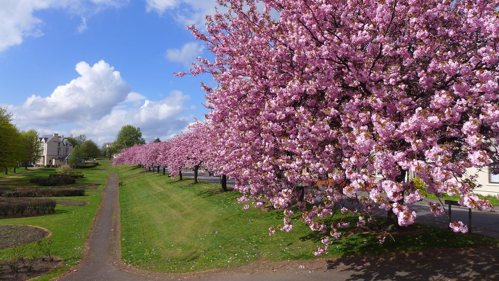 Pretty in pink Scotland's cherry blossom explosion BBC News
