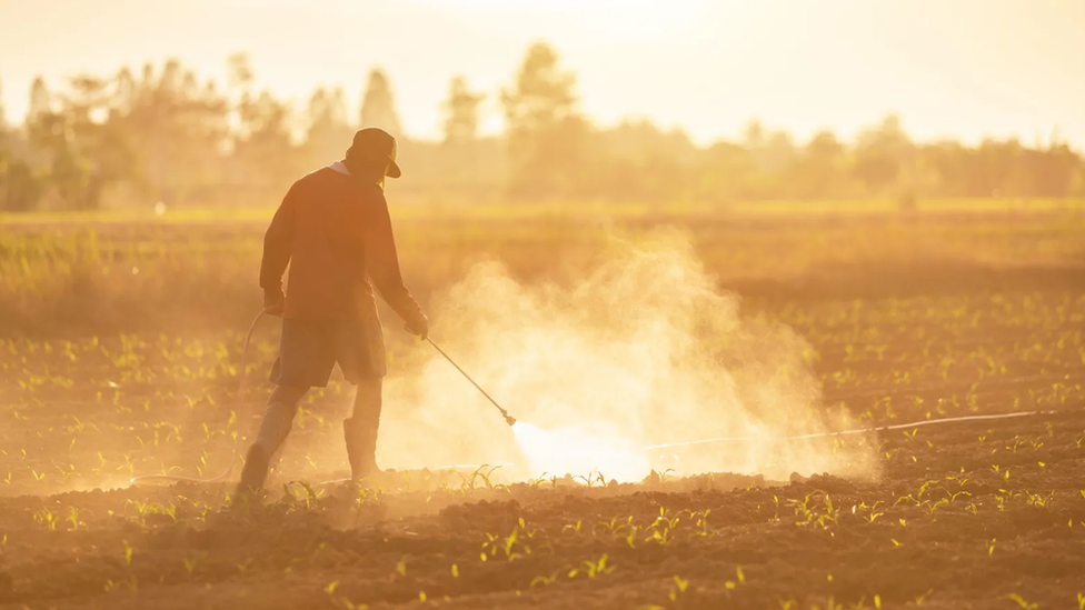 Homem espirra defensivos em plantação