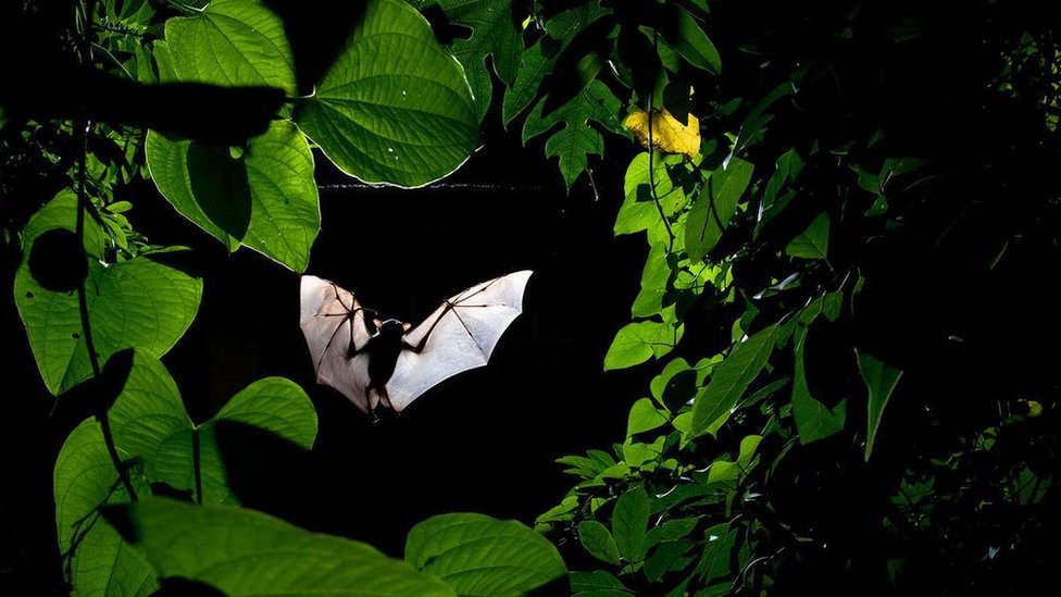 Morcego frugívoro voando