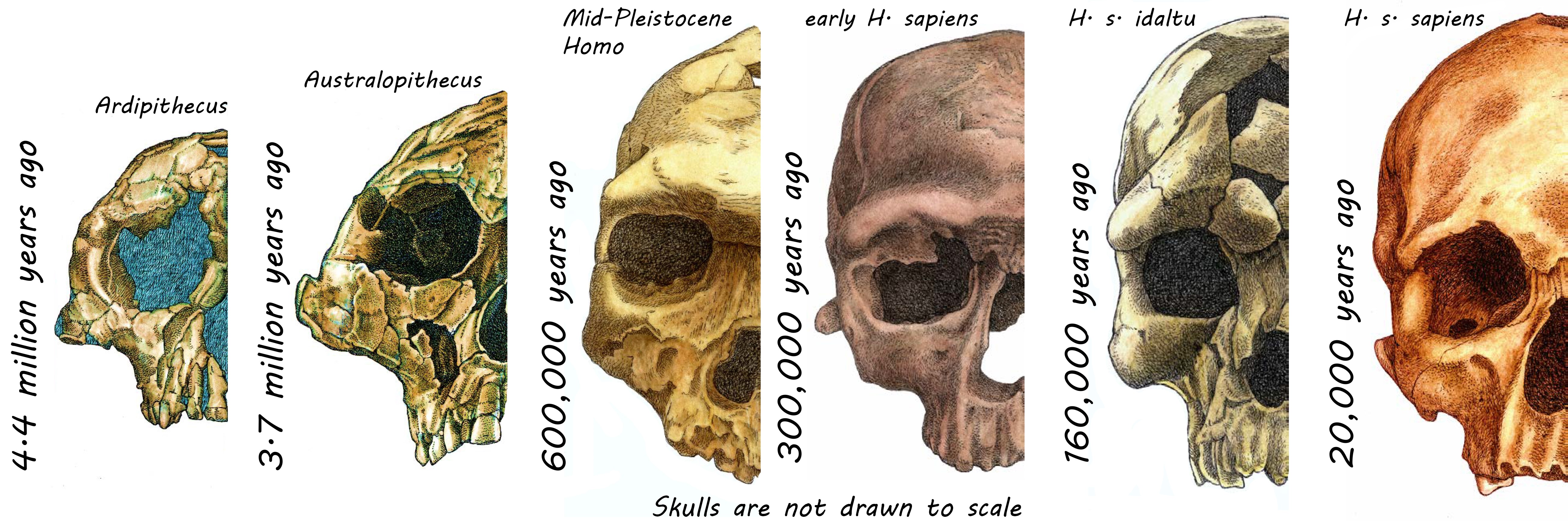 Ilustración de la evolución del rostro humano.