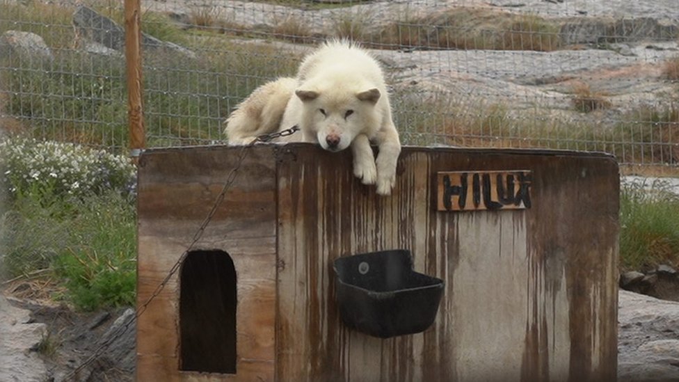 格陵蘭雪橇犬趴在柵欄上