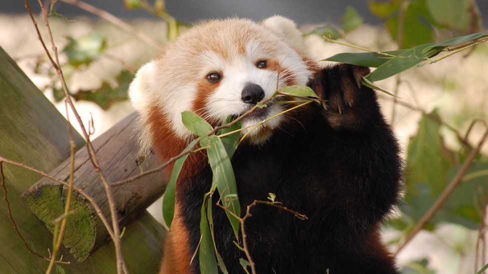 Санни, 19-месячная красная панда, жует лист