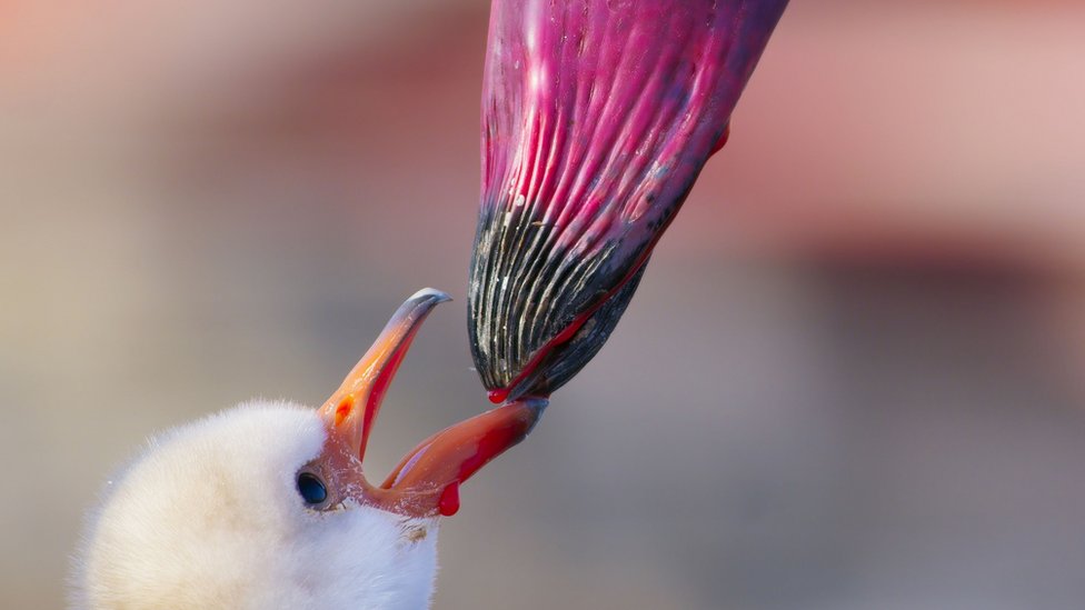 Lesser flamingo chick