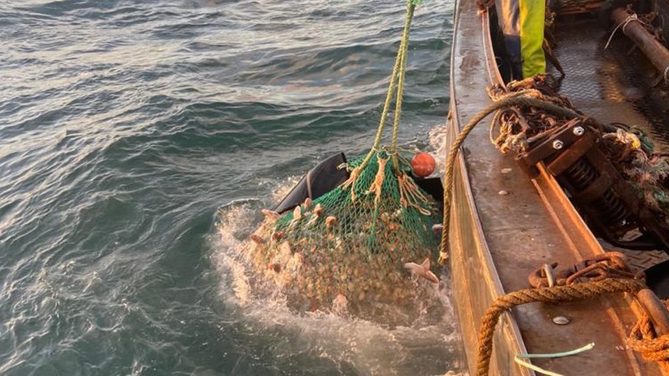Рыболовное судно острова Мэн поймало и переместило гребешков