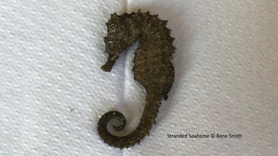 Колючий морской конек найден в Стадленде