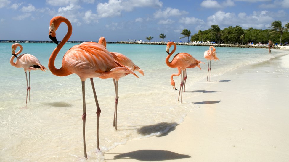 Los investigadores describieron el fenómeno como "mecanismo gravitacional pasivo para mantenerse quieto". Flamencos