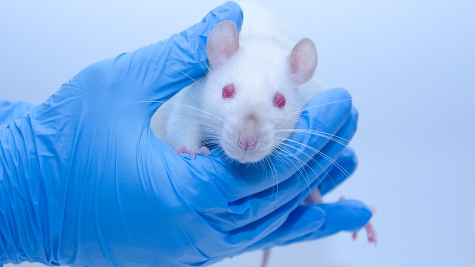 animal-testing-which-ones-are-used-in-uk-experiments-bbc-news