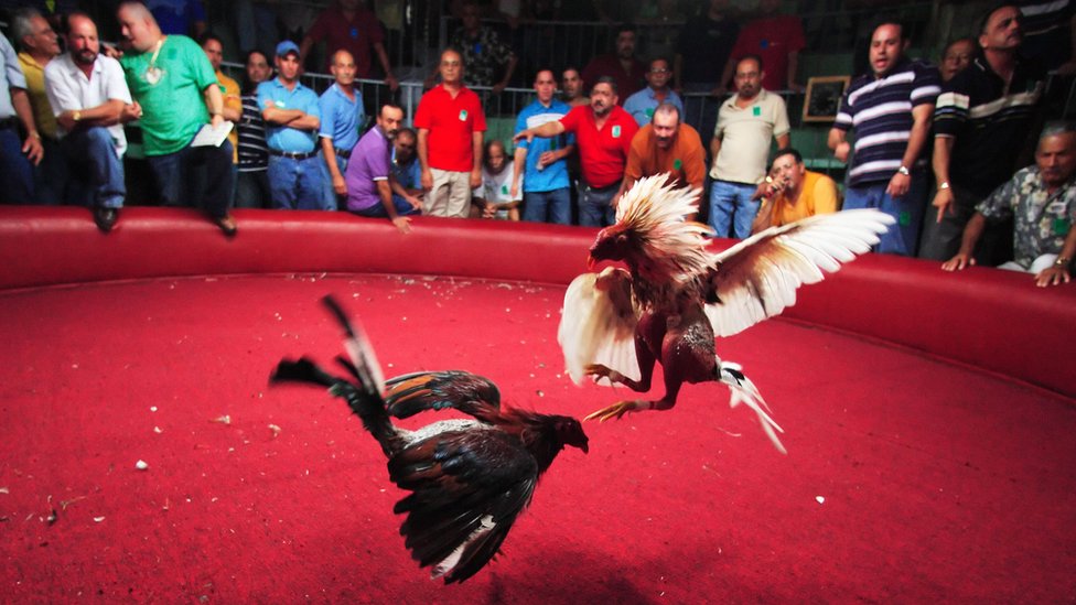 peleas de gallos