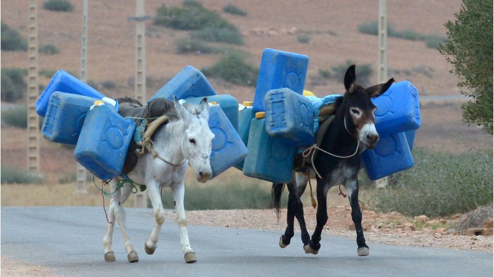 Burros cargando gasolina cerca de la frontera entre Argelia y Marruecos.