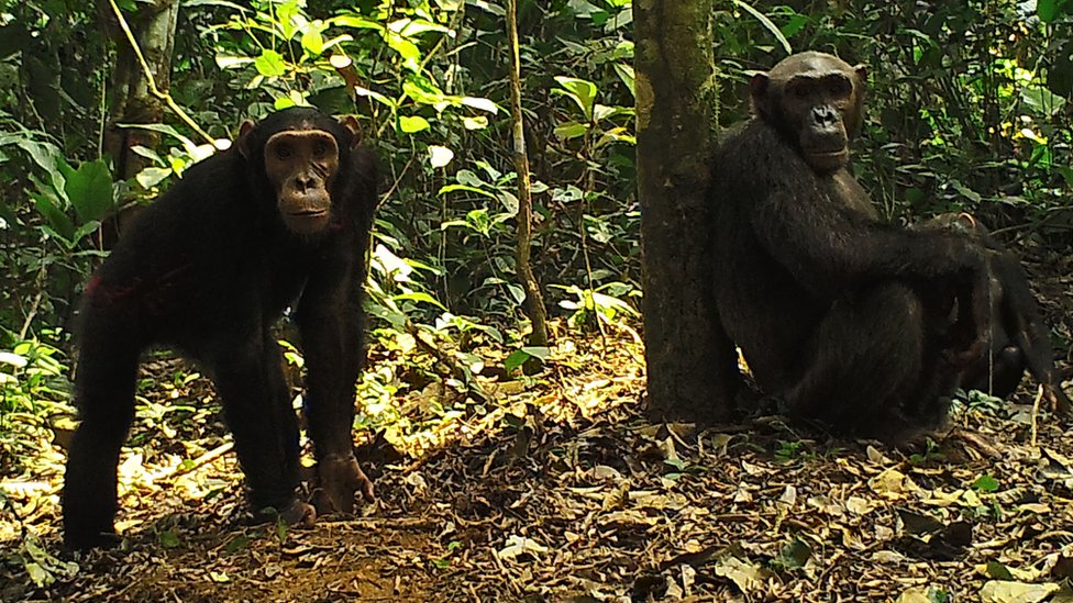 Chimpanzees on the Dja reserve