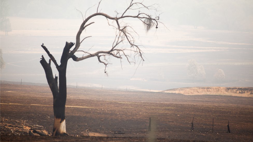Опаленное дерево стоит отдельно на сгоревших сельскохозяйственных угодьях