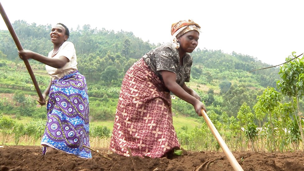 Uganda'da ömür alanlarından sürülen mahallî halkının çabası: "Ormana koşa koşa dönerim"