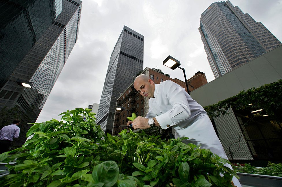 Шеф-повар в Лос-Анджелесе собирает травы со своей зеленой крыши