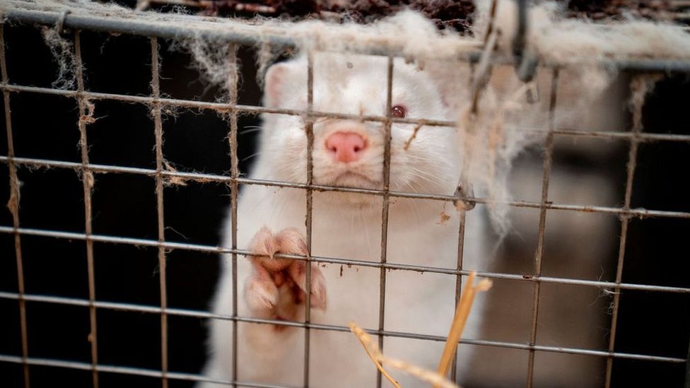 Mink in a farm in Denmark