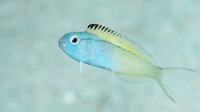 Meet the fish with the heroin-like bite - BBC News