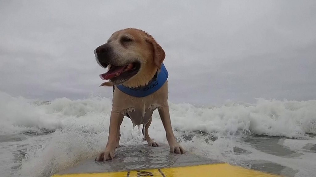 Plucky pooches ride waves at dog surfing championships