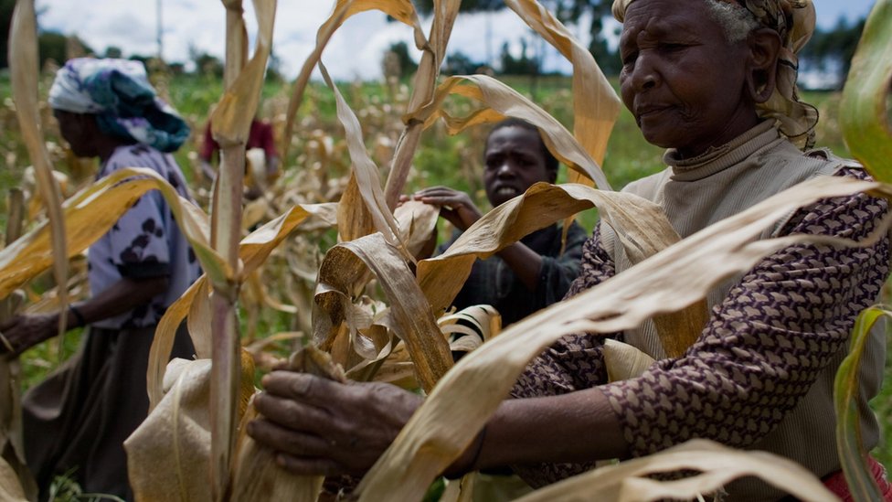 Кенийские фермеры собирают урожай кукурузы на поле в деревне Капсиматва недалеко от города Бомет в Рифт-Валли на западе Кении 9 сентября 2008 года.