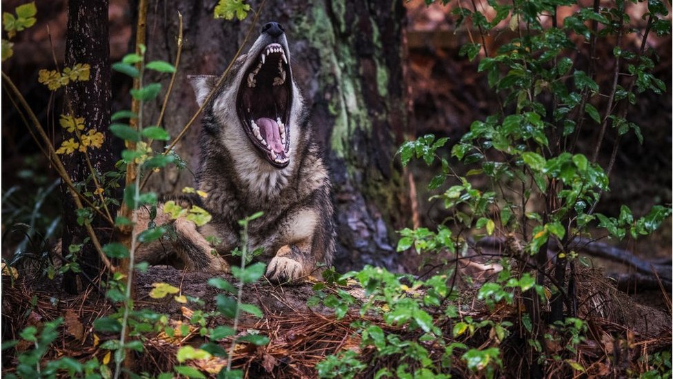 Um lobo-vermelho bocejando