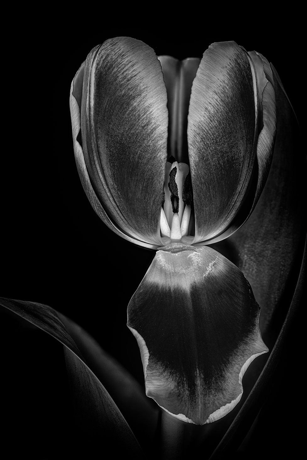 Изображение цветка тюльпана крупным планом