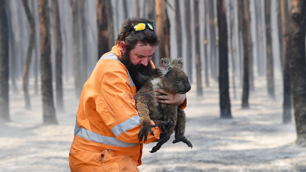 Спасатель дикой природы из Аделаиды Саймон Адамчик держит коалу, которую он спас в горящем лесу возле мыса Борда на острове Кенгуру, Австралия
