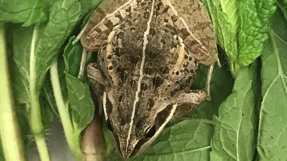 African frog found in bag of mint after 5,800-mile trip