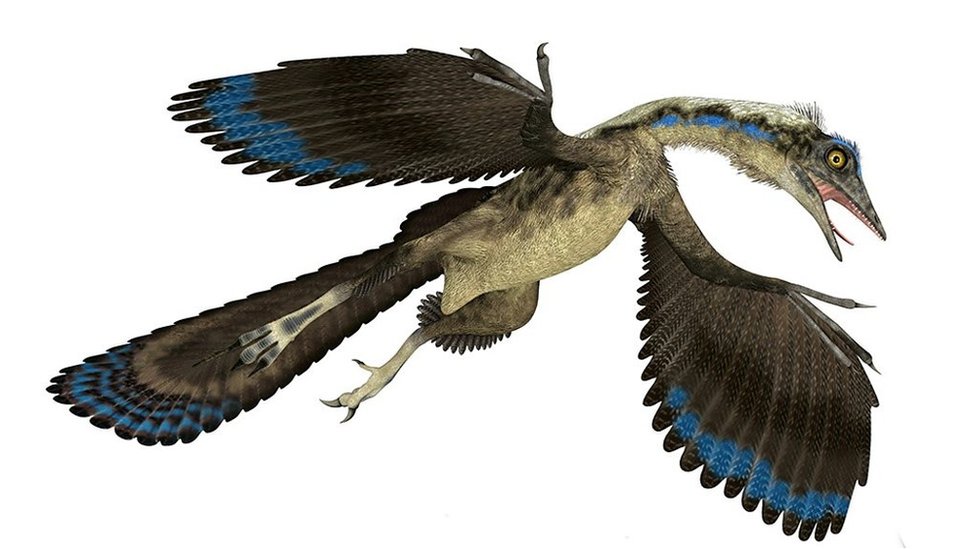 archaeopteryx Archaeopteryx: Reconstructing the 'first bird'