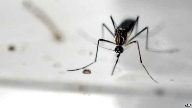 A file photo of a mosquito in a laboratory
