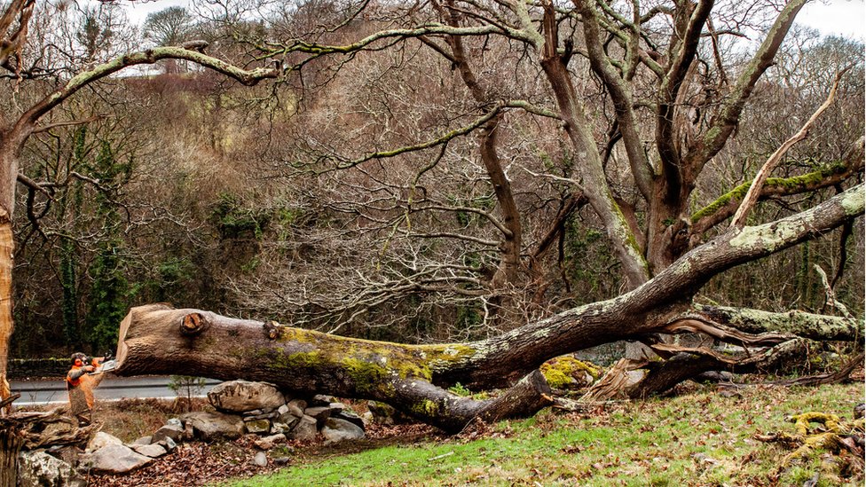 Саймон О'Рурк вырезает поваленное дерево