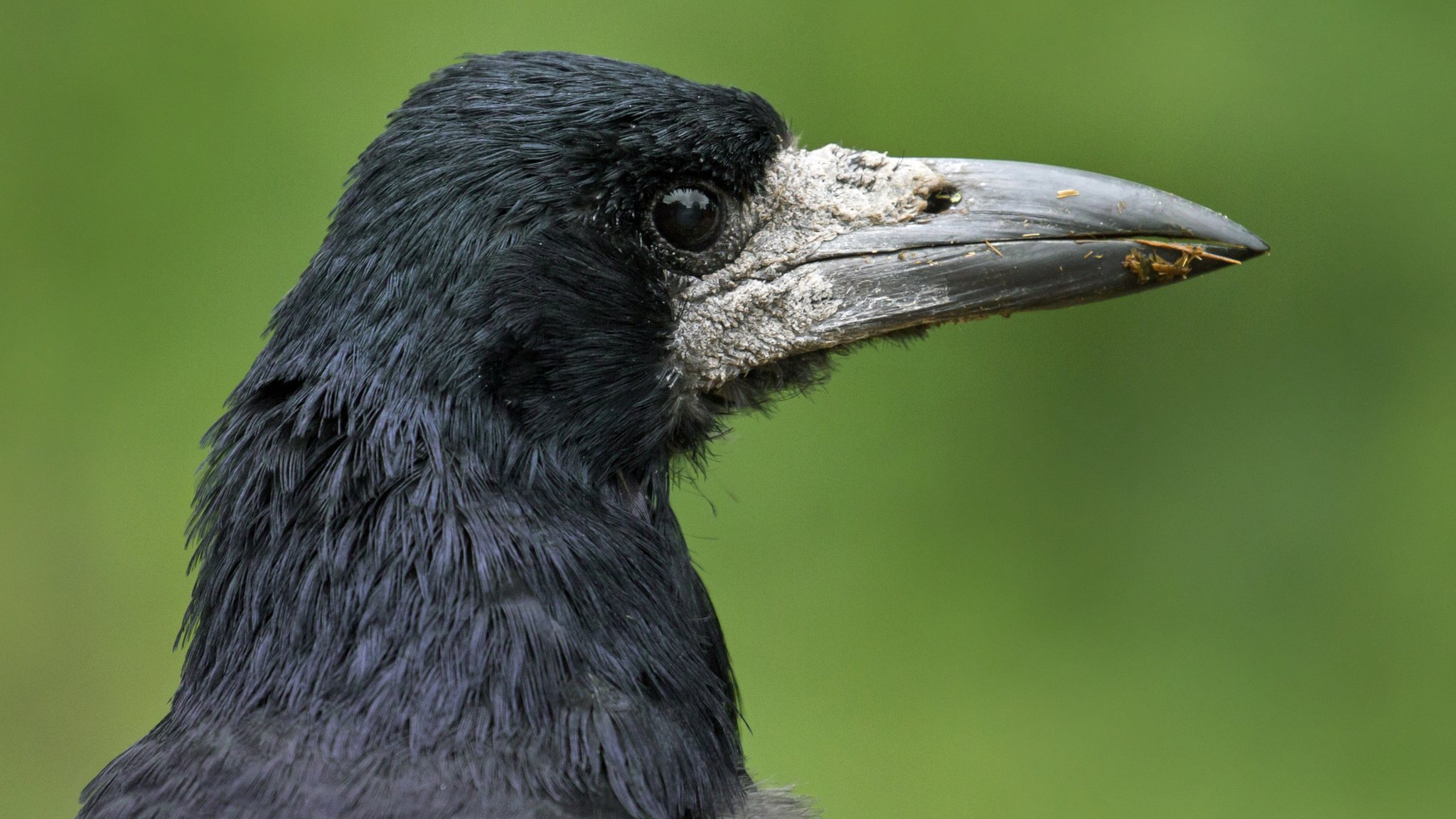 French Rooks Trained as Park Janitors