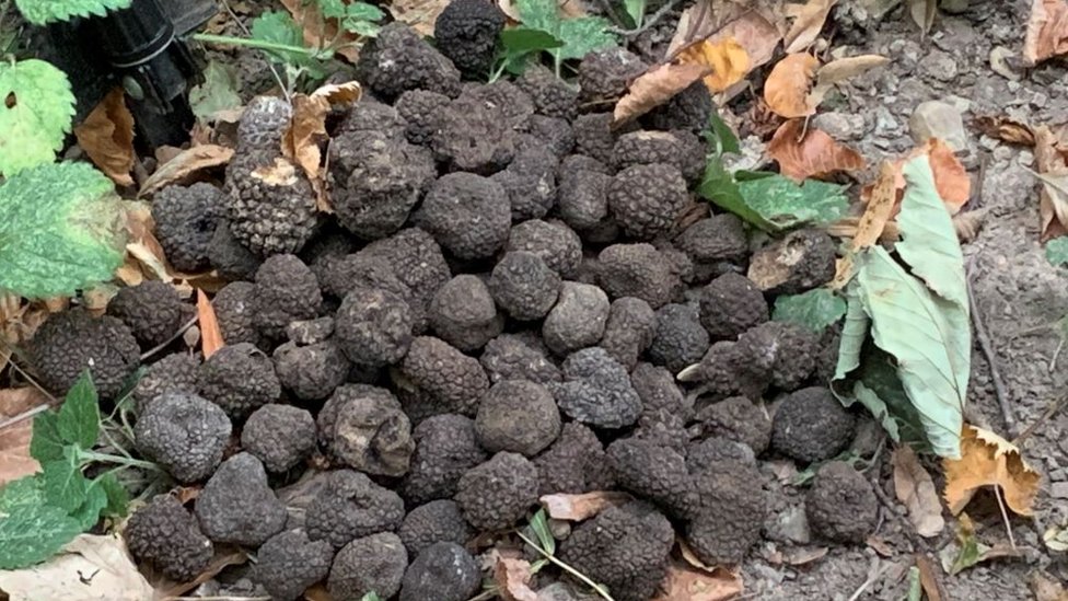 Gomila pronađenih crnih tartufa u šumi