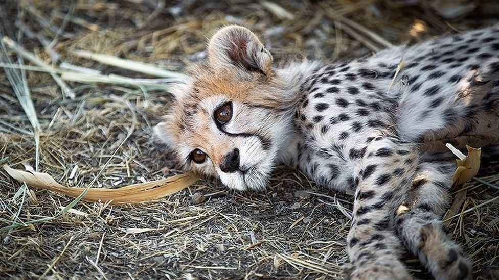 Pirouz was the last survivor of three endangered Asiatic cheetah cubs born in captivity