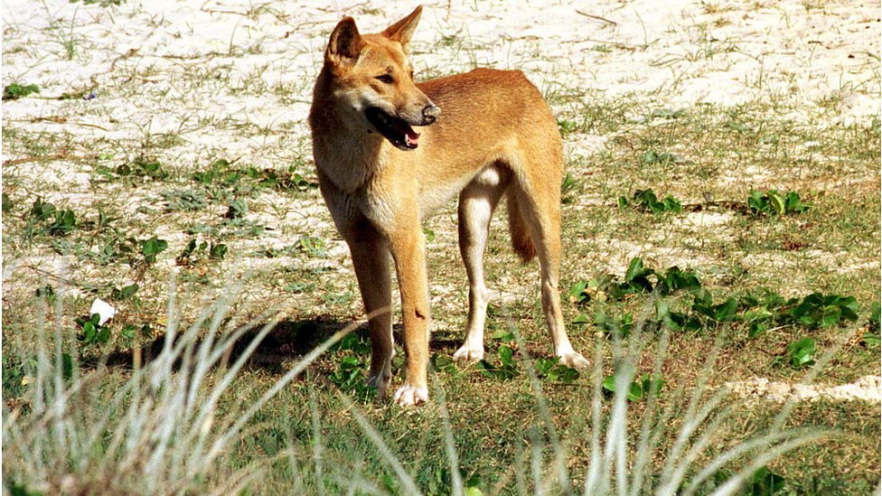 Dingo on Fraser Island drags toddler from campervan, dad fights pack