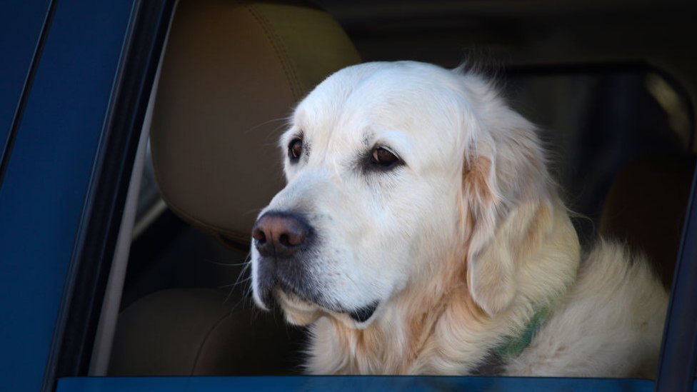 A labrador looking through a car window