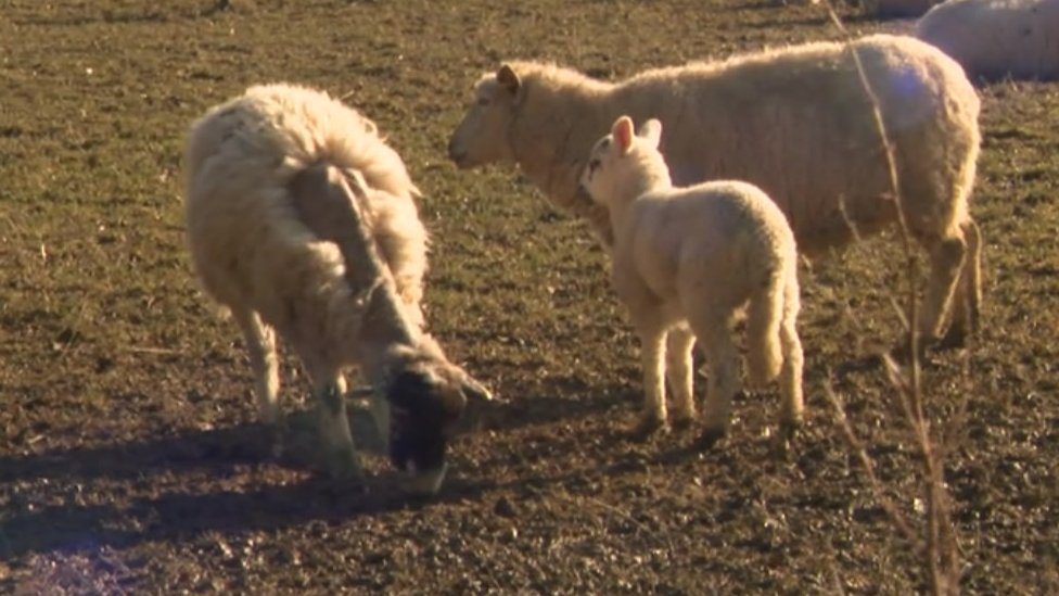Больная овца (слева) теряет часть шерсти