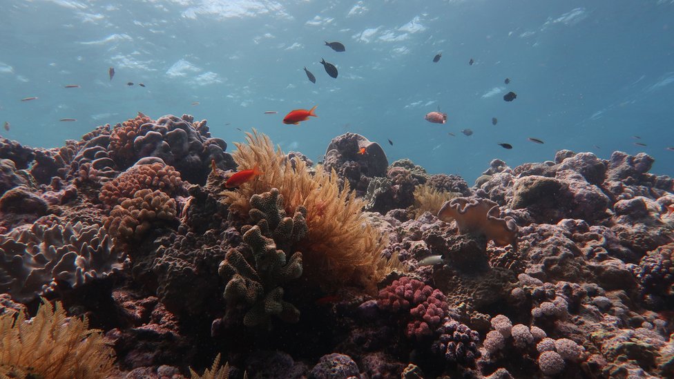 ribe plivaju oko korala