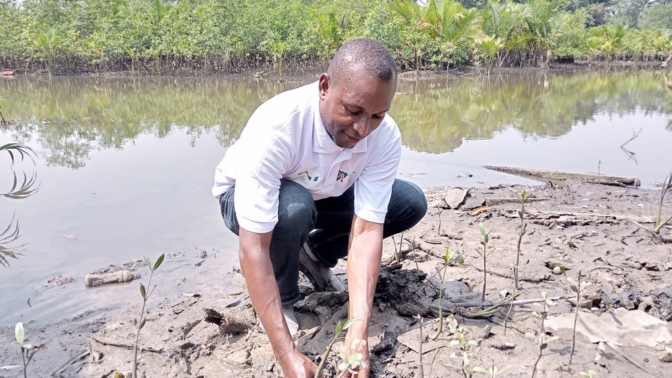 Former Nigerian cement retailer planting mangrove trees in Okoroete