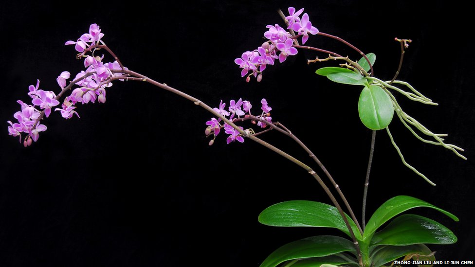 Цветковое растение Phalaenopsis equestris подсемейства Epidendroidae