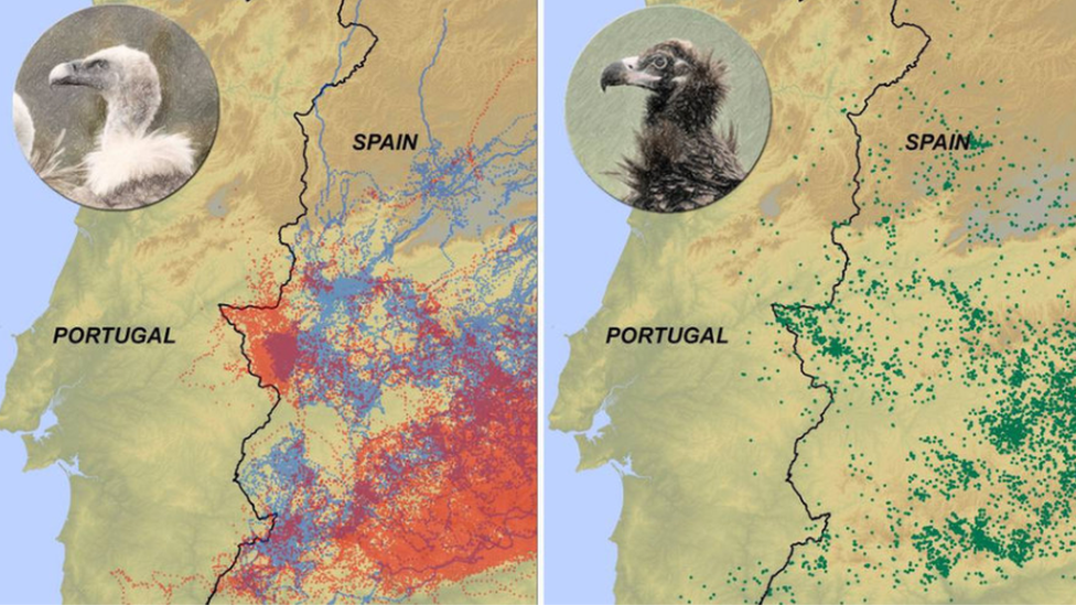 Vultures Avoid Portugal Because Of Carrion Ban Bbc News