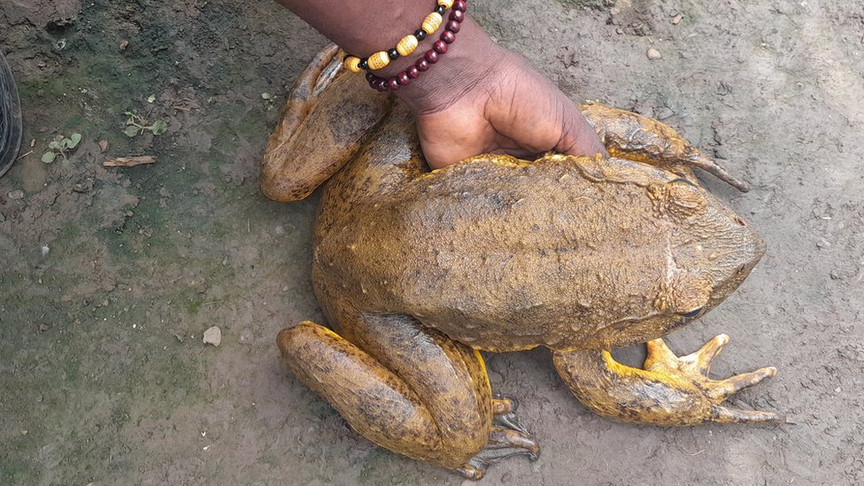 Rescued goliath frog