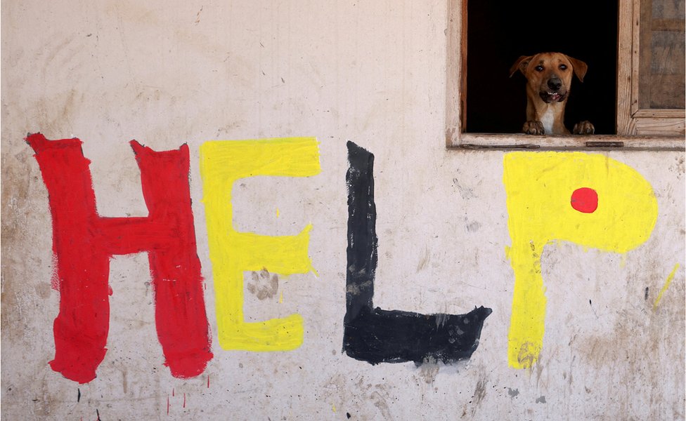 كلب يطل من نافذة أحد الملاجئ في العاصمة المصرية القاهرة. تحت النافذة كتبت كلمة "أغيثوني" على الجدار باللغة الإنجليزية.