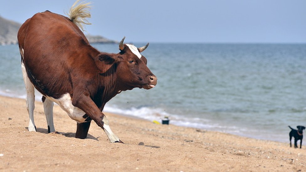 Kırım'da bir inek