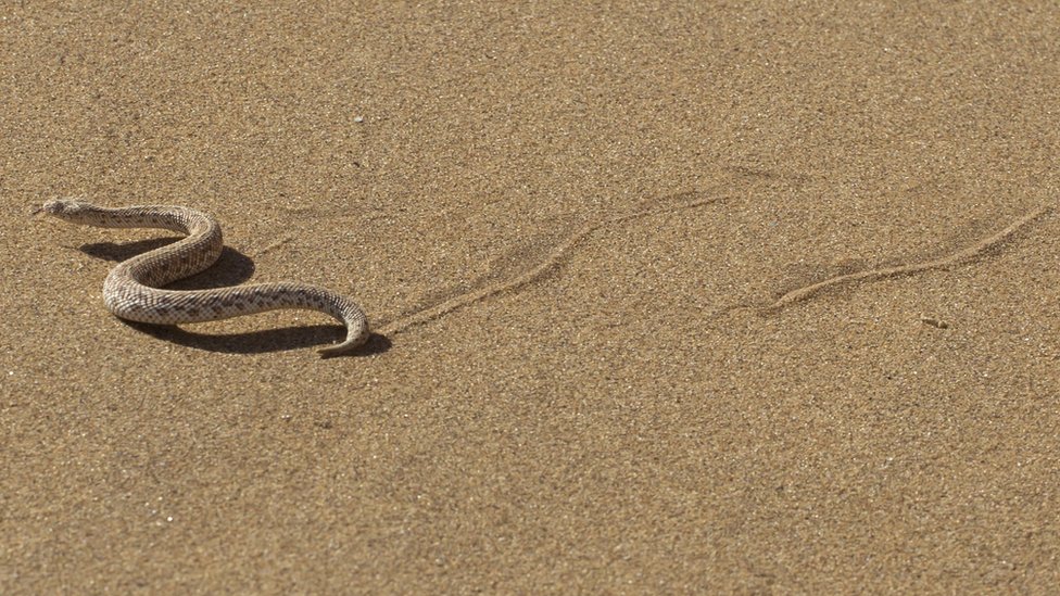 Snake walk: The physics of slithering - BBC News