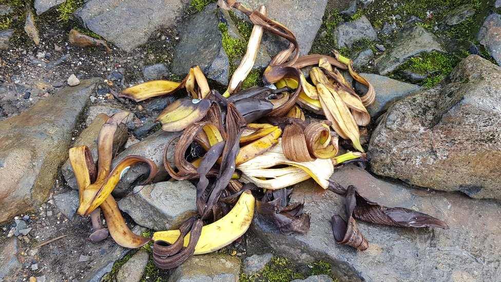 Банановые шкурки, собранные в Бен Невисе