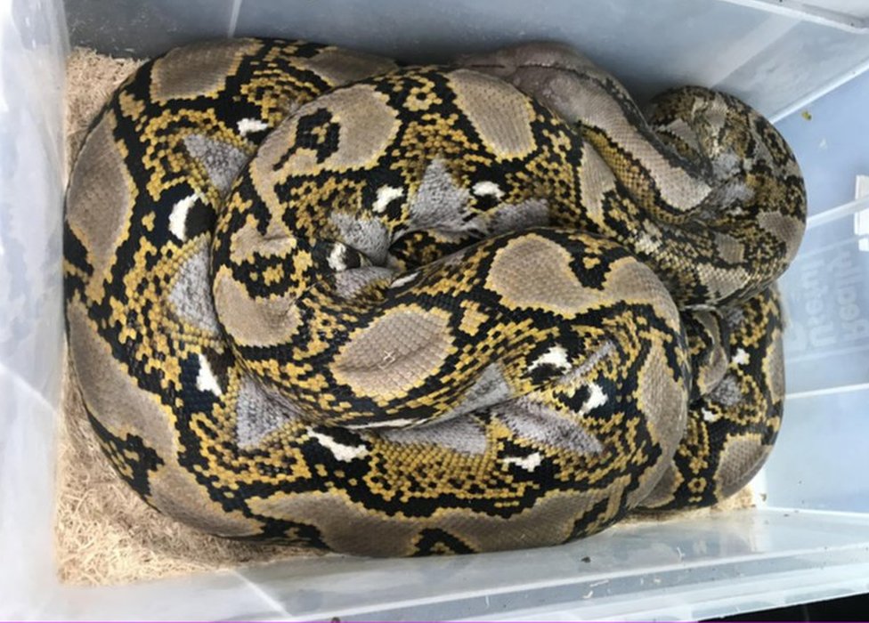 reticulated-python-dumped-in-somerset-lay-by-bbc-news