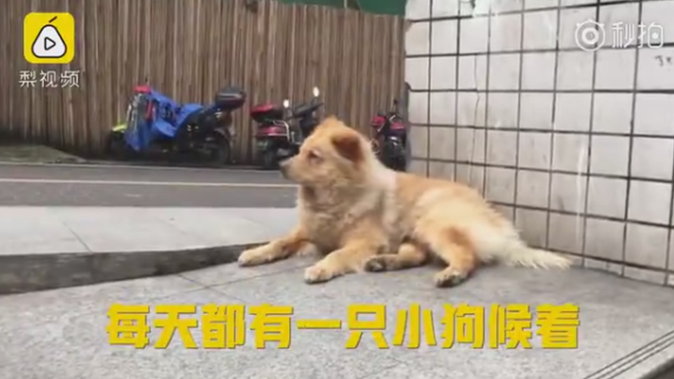Xiongxiong верная собака