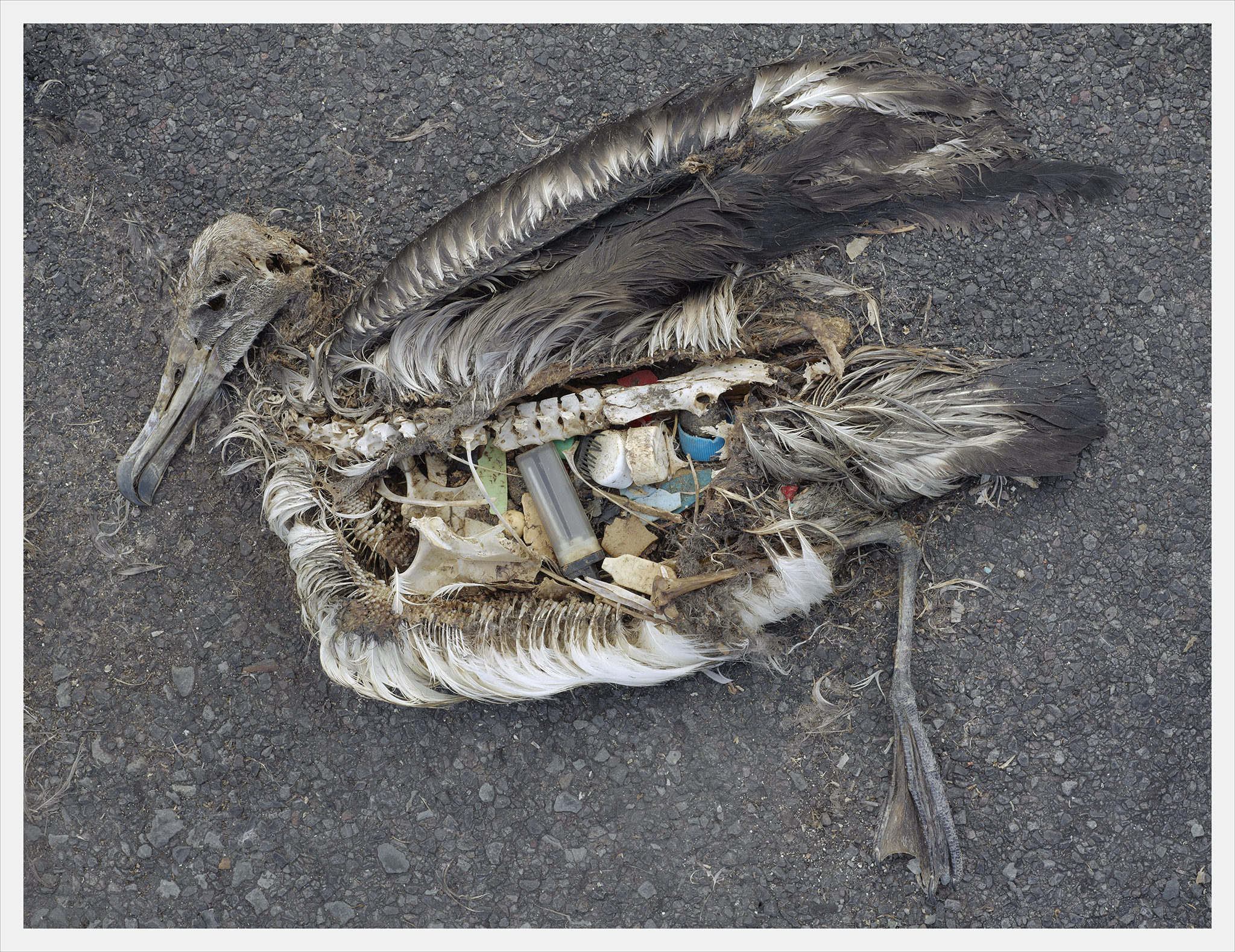 Fotografía de Chris Jordan del cadáver de un pájaro con plásticos en el estómago