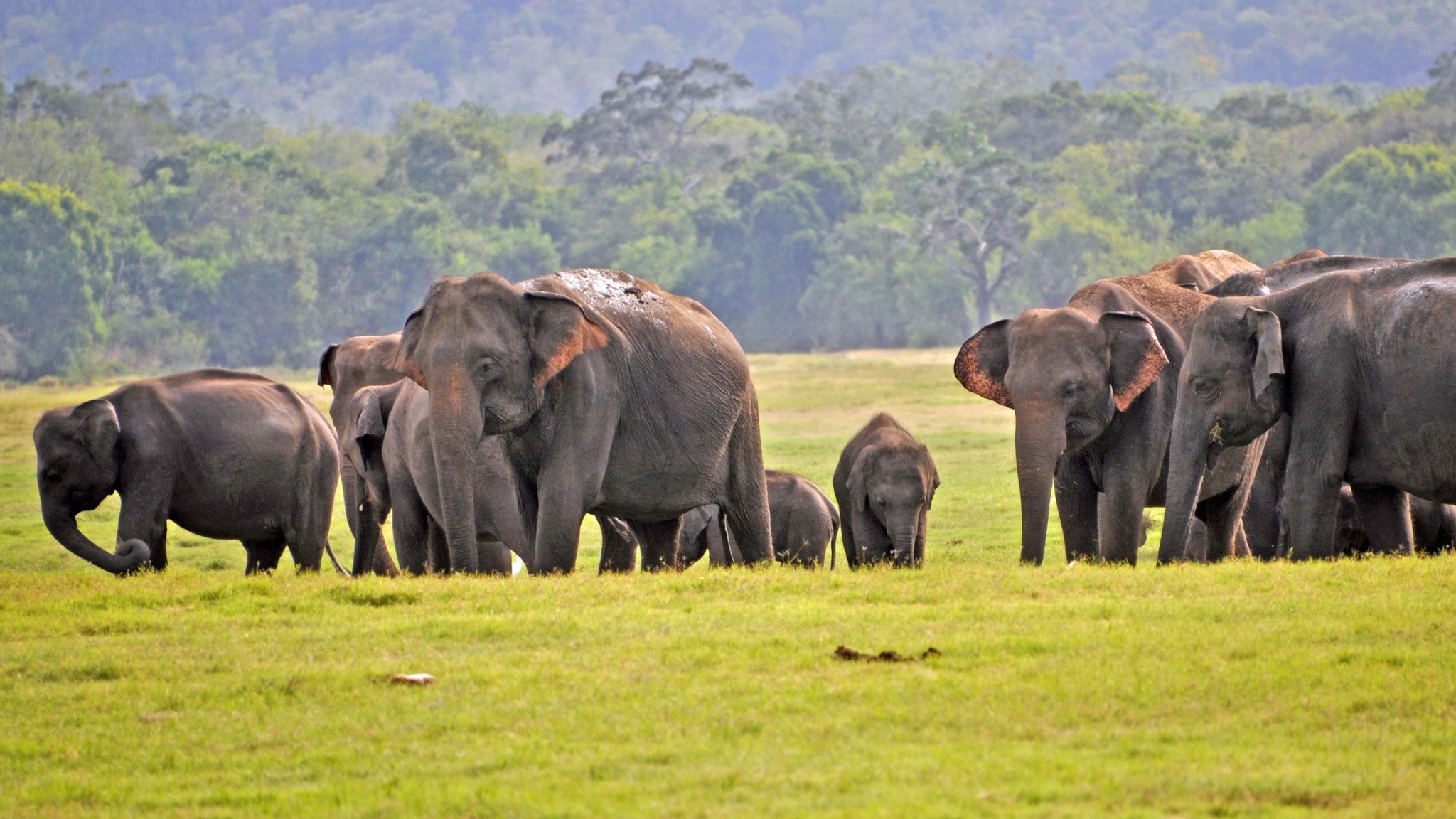 Sri Lanka elephants: 'Record number' of deaths in 2019 - BBC News