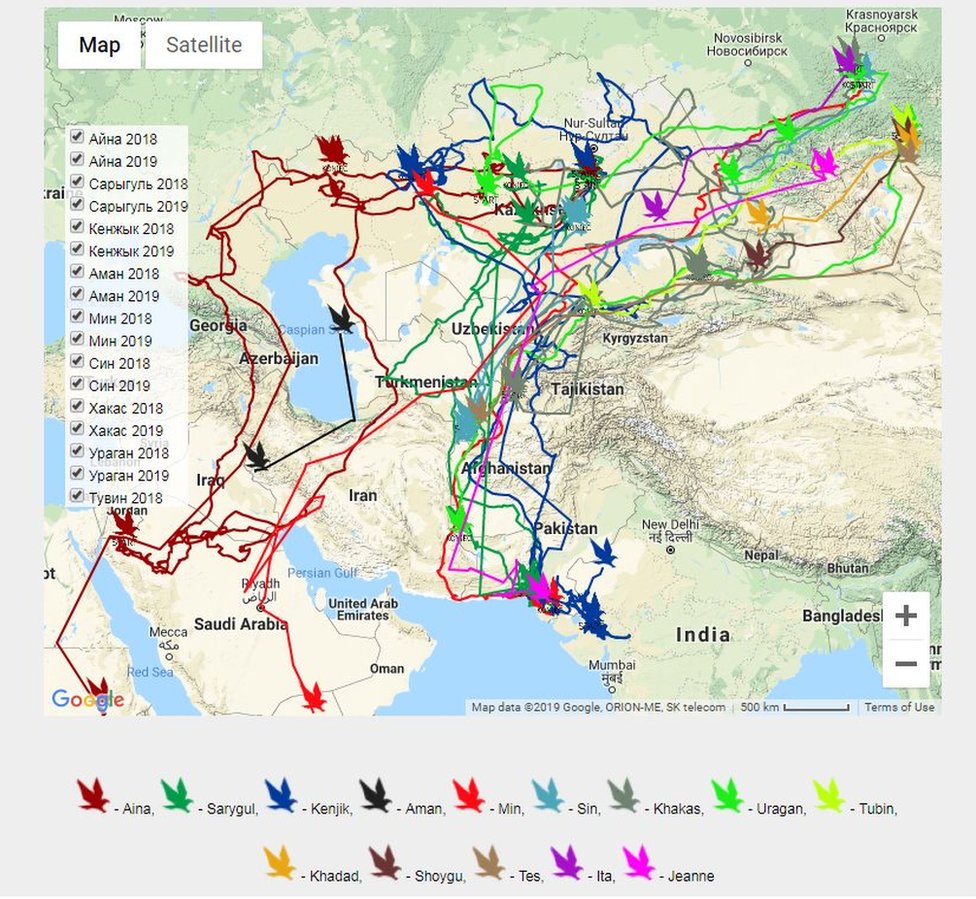 Карта, показывающая маршруты зимних миграций орлов
