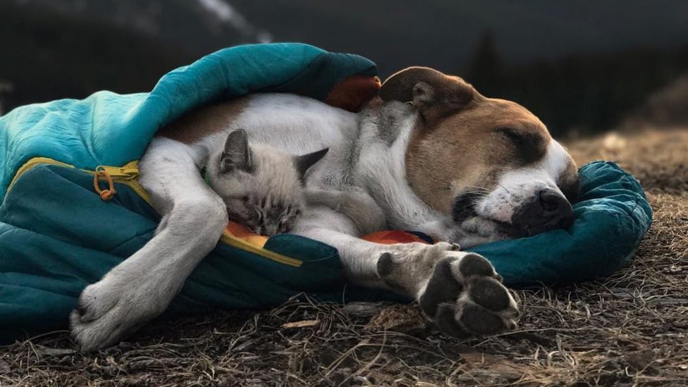 Las dos mascotas durmiendo juntas en una bolsa de dormir.