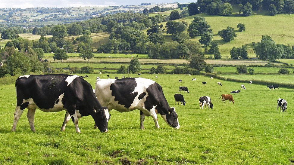 Коровы в поле